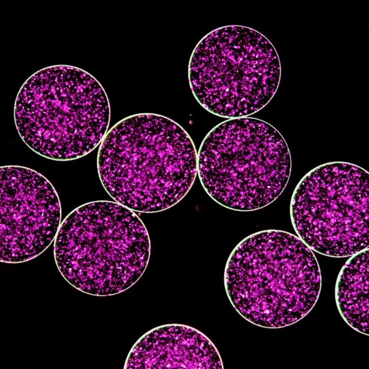 crystalline drug-loaded hydrogels. they look like circles filled with purple glitter